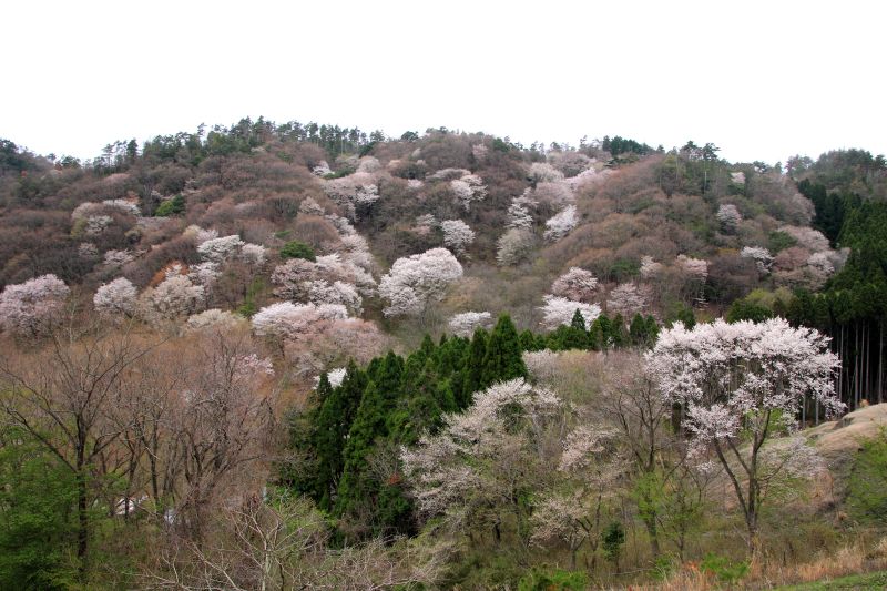 黒川エドヒガンザクラ_003黒川桜の森.jpg
