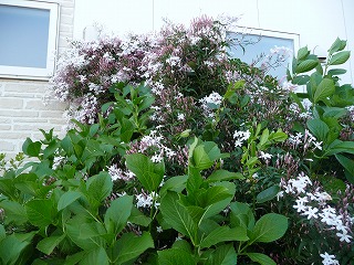 P1020385ss.jpg