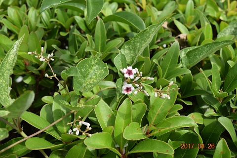 DSC_0155.jpg