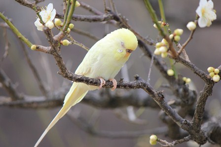 インコ