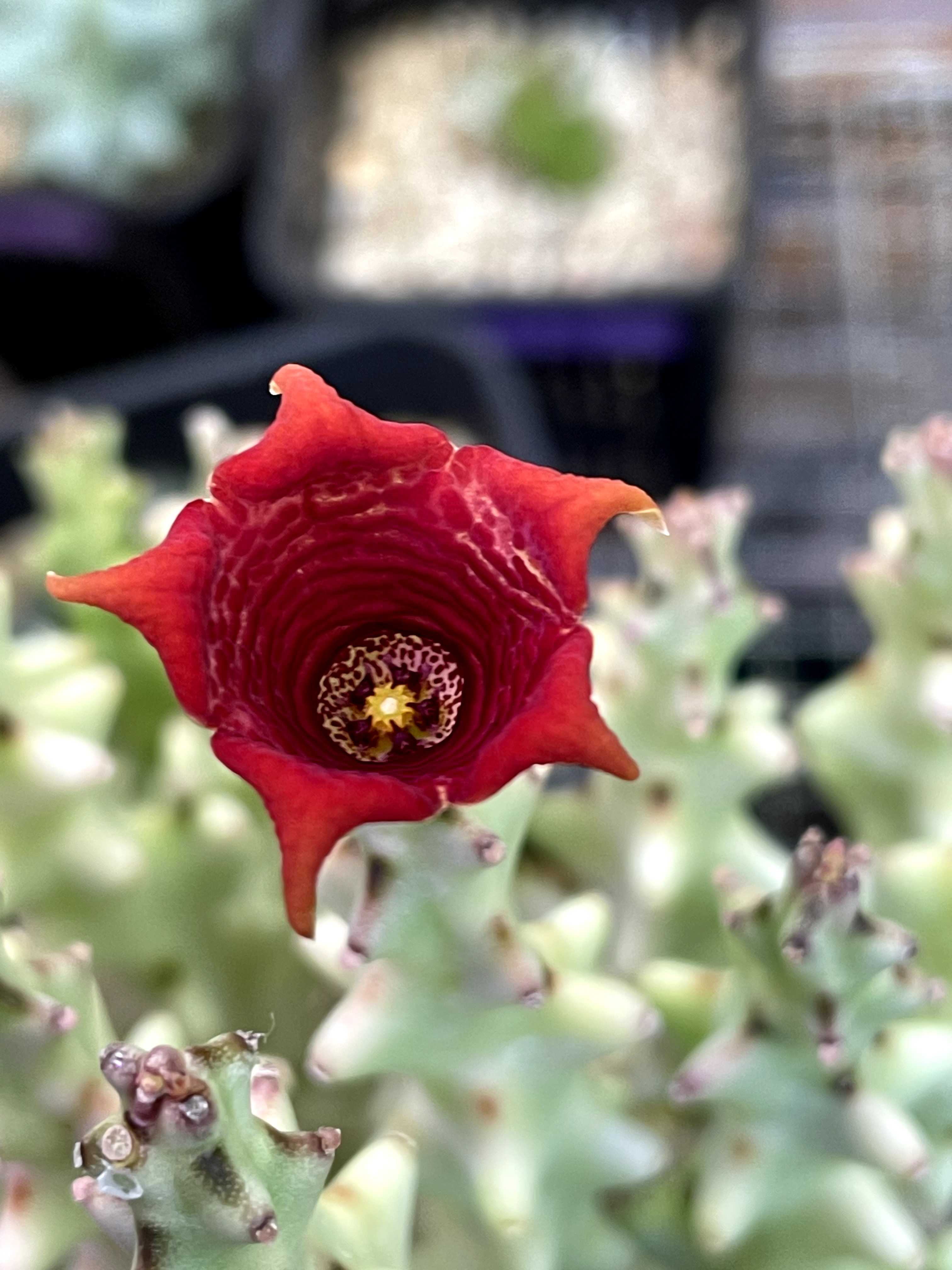 カラルマ・ソコトラナ【Caralluma socotrana】 | 多肉ガガイモ カラルマ・ソコトラナ【Caralluma socotrana】 | 多肉ガガイモ