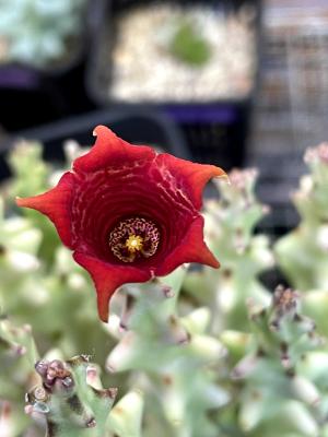 カラルマ・クレヌラータ【Caralluma crenulata】 | 多肉ガガイモ