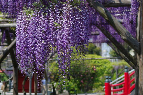 亀戸天神社にて