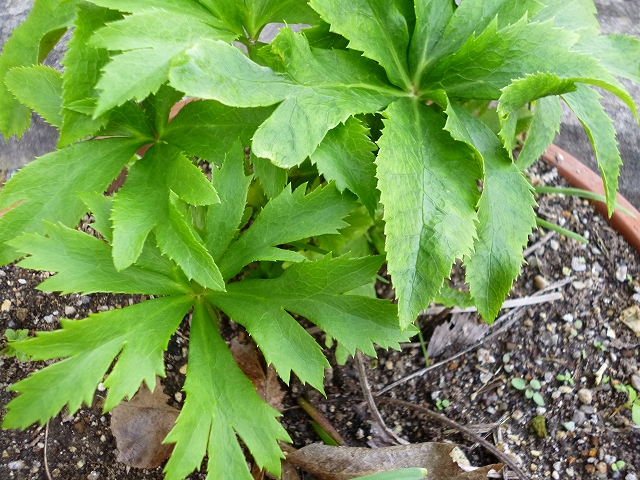 花壇２