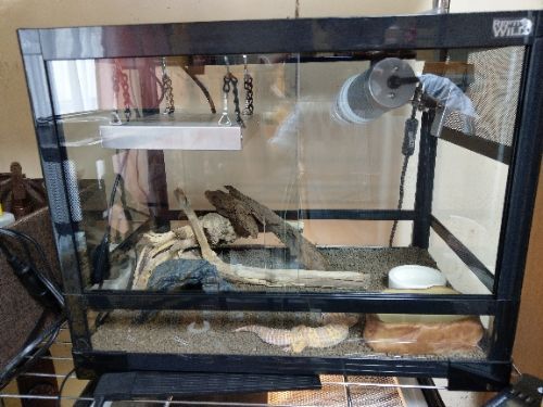 レオパの飼育環境 | 🦎よるむん1839の爬虫類日記🐍 - 楽天ブログ