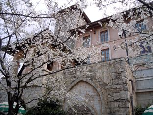 20120407_ﾐﾗｺｽﾀと桜.JPG