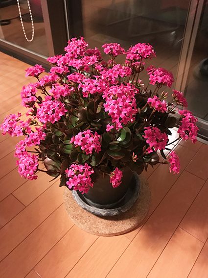カランコエの新芽 | のんびり・ゆっくり・ゆる〜い園芸 - 楽天ブログ