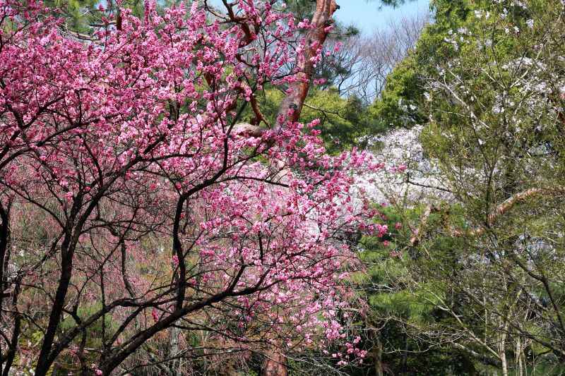 京都御苑・ハナモモ_004.jpg