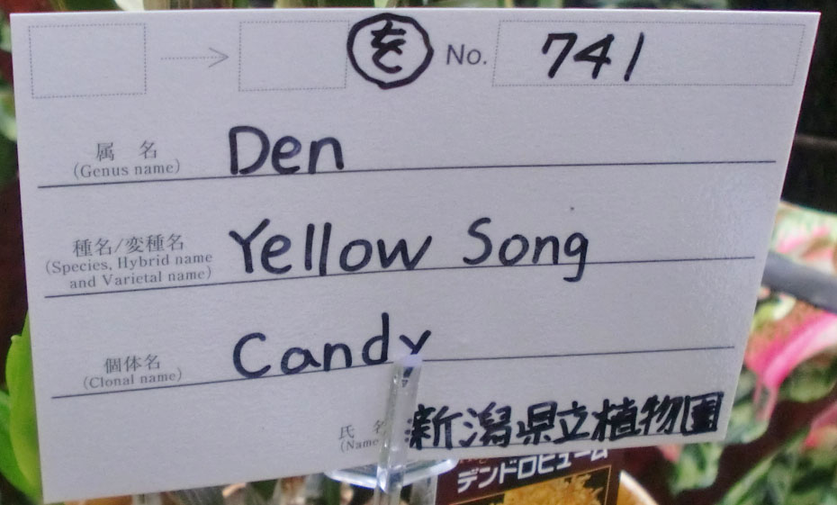 補整済CIMG0301タグ Den. Yellow Song  'Candy'  No741  新潟県立植物園.jpg
