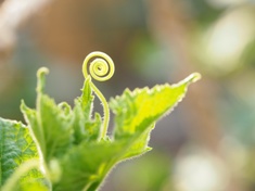 朝の野菜、花 (3)