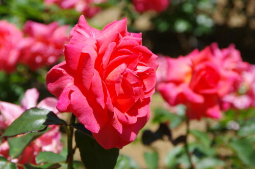 谷津バラ園のバラの花