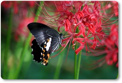 動橋川-14 ヒガンバナとモンキアゲハ-3 13.9.24