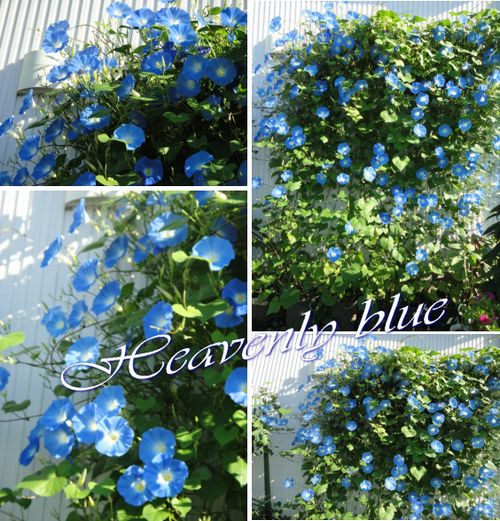 今日のヘブンリーブルーの開花は?個