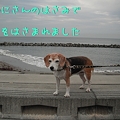磯部海ブラウン_thumbnail.v1439329321.jpg