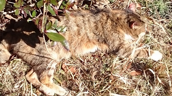 226野良子甘える