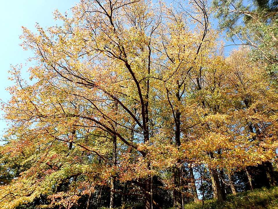 ツワブキとキチョウ、ニガカシュウ、イヌタデ、ハマギク、秋明菊、秋桜、紅葉始まる（半田山植物園） 楽天版じぶん更新日記 楽天ブログ