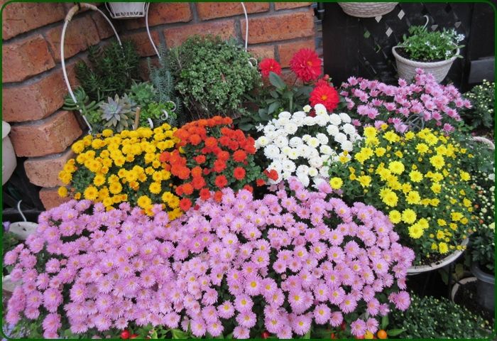 我が家で育てると1年草でも多年草 ガーデンマムが美しく咲いてます 狭い庭を花いっぱいにする育て方 楽天ブログ