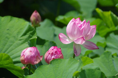 昭和記念公園のハスの花