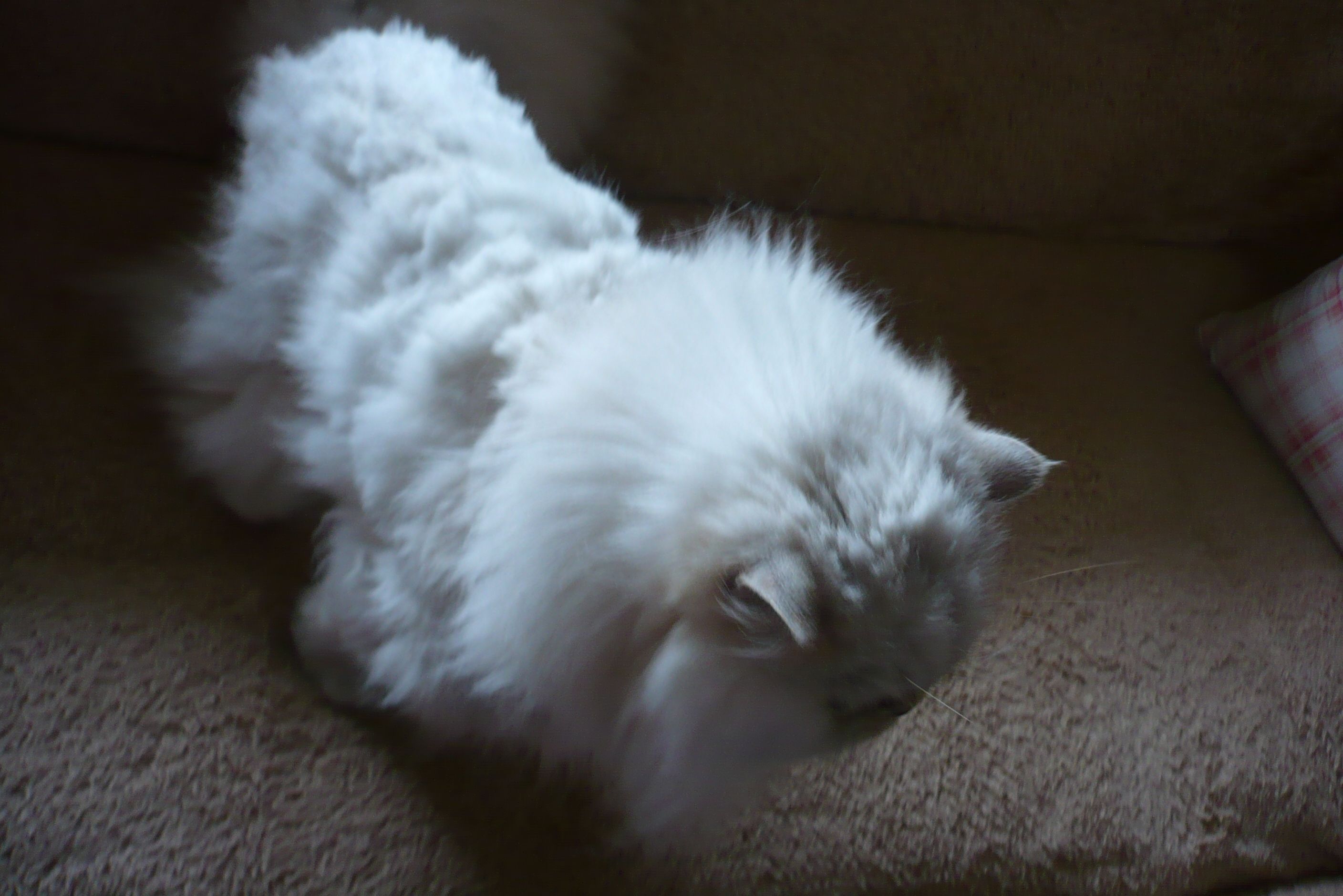 我が家の猫の今 おべべえのおもろいブログ 楽天ブログ