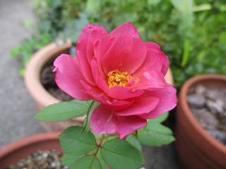 IMG_8480ss.jpg