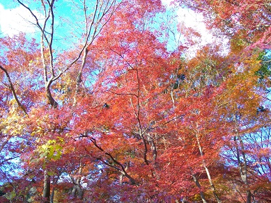 須磨離宮公園の紅葉