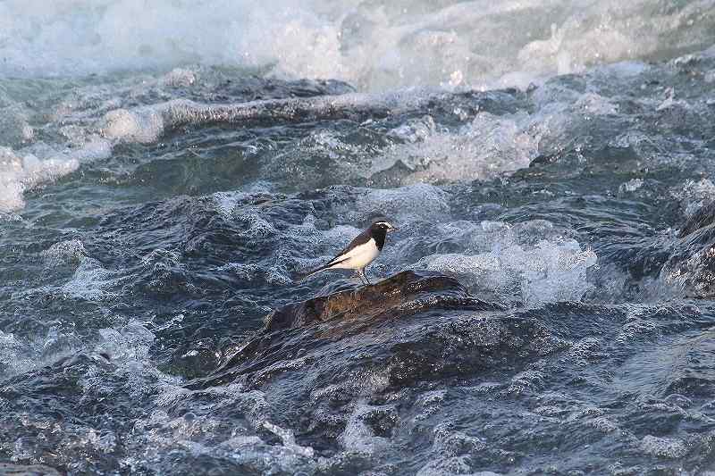 IMG_4902 (800x533).jpg