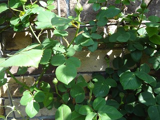 DSC03896.jpg