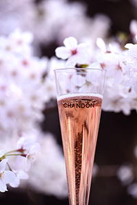 桜とシャンパン