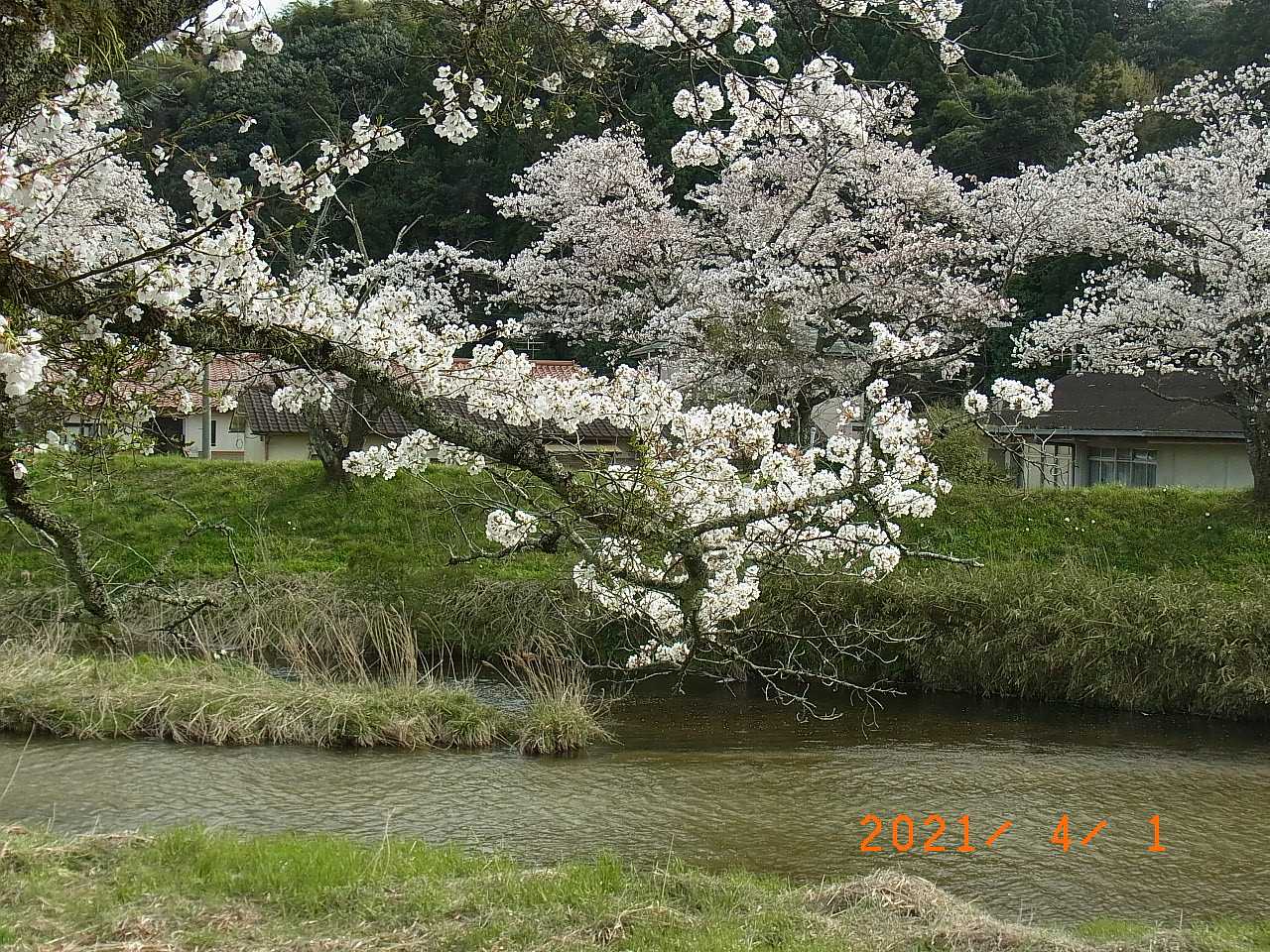 法勝寺桜1