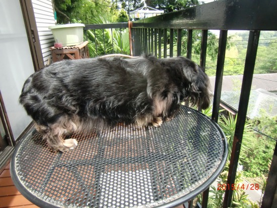 クーの衣替え 003.jpg