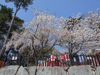 小倉城の花見 新よっちゃんの日記 楽天ブログ