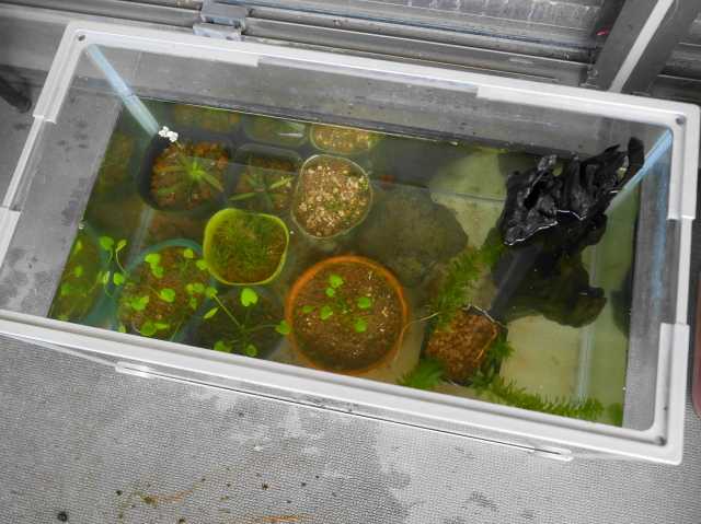 ベランダのアオミドロ水槽のお掃除 Verandism べらんでぃずむ ベランダ菜園とか 楽天ブログ