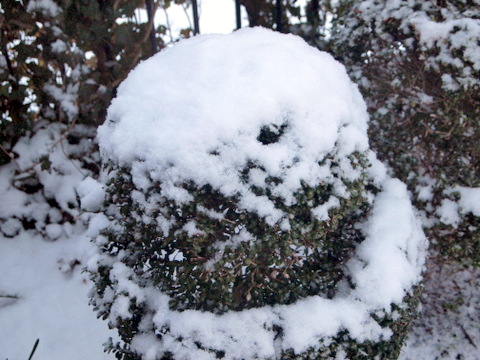 ツゲの雪