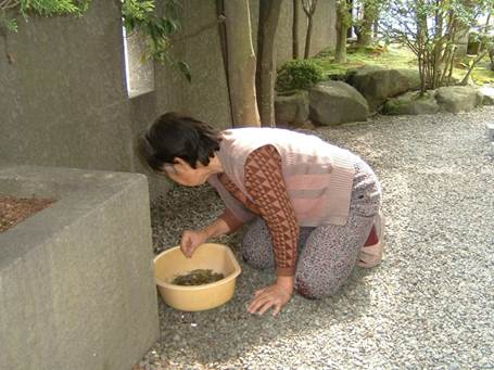 庭木の手入れが日常だった母.jpg