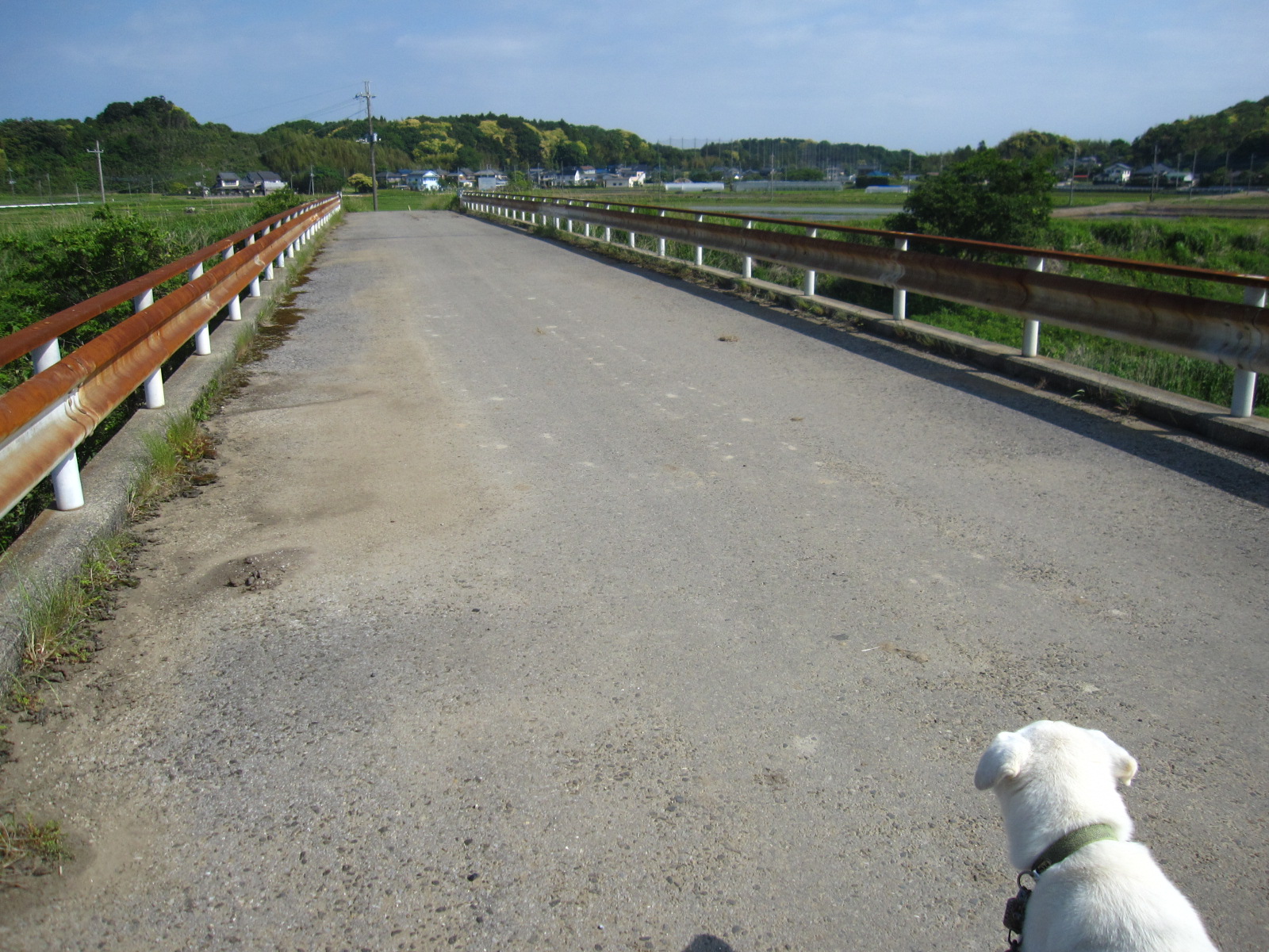 10ページ目の 犬散歩 ばくんと愛犬スパイク 楽天ブログ