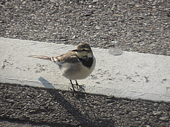 conv0335.JPG