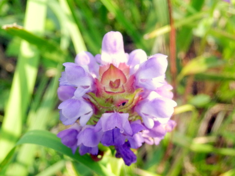 真上から見たウツボグサの花