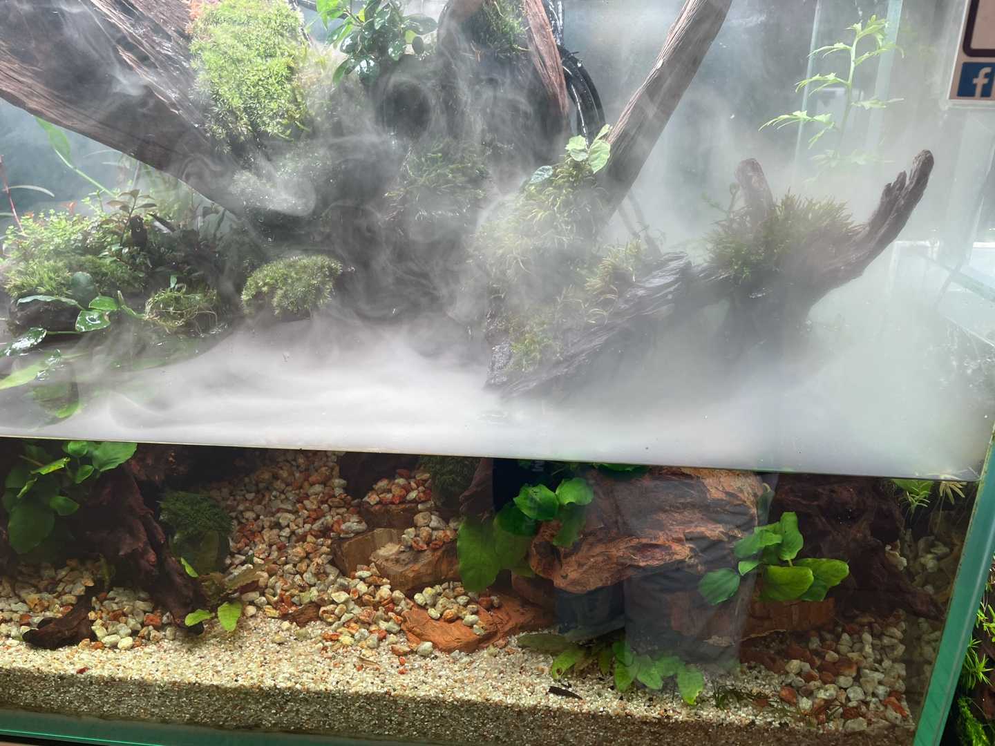 新宿アクアフォレスト 熱帯魚ブログ 楽天ブログ