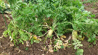 rblog-20130403162332-01.png