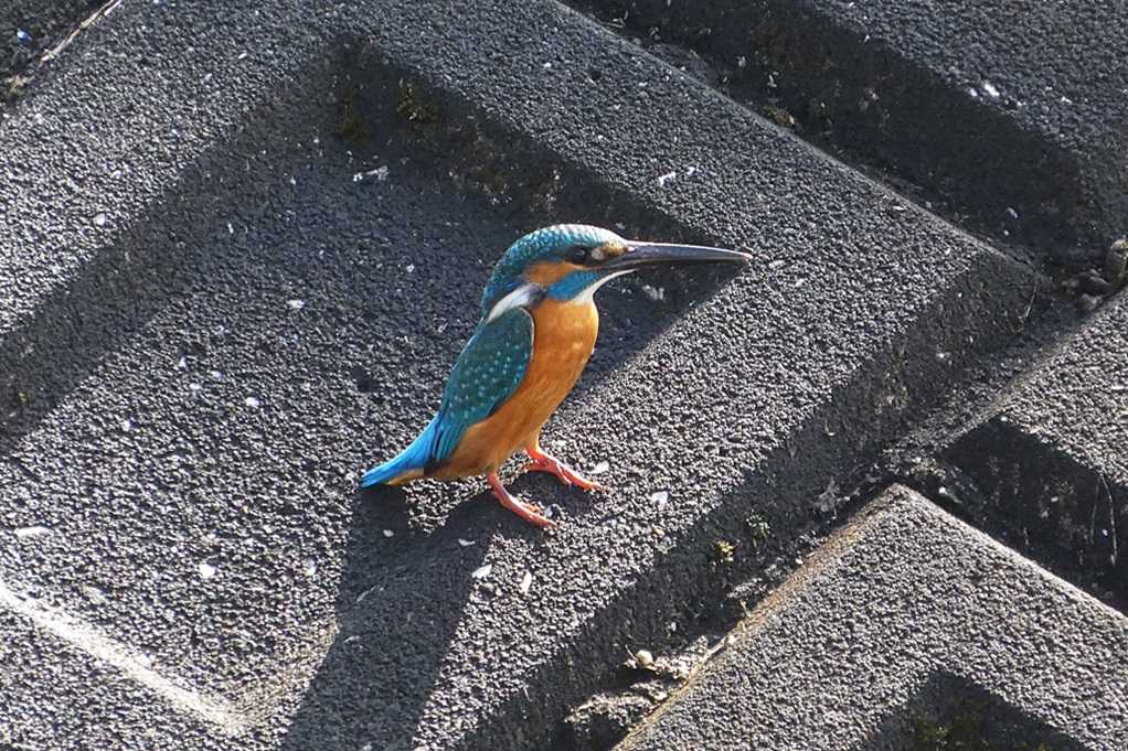 515