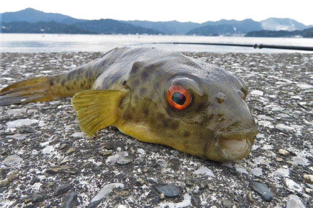 津久見へアジ釣りに行く 25匹 ヒガンフグ 大分金太郎の花鳥蝶月 楽天ブログ