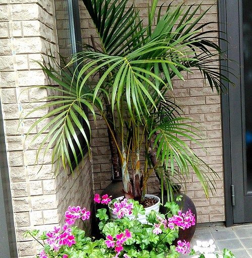 玄関前の植物 Miraiの庭 つれづれに 楽天ブログ