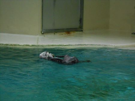 鳥羽水族館