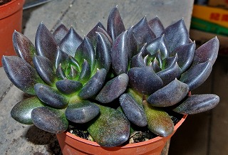 DSC_4883 - コピー.jpg