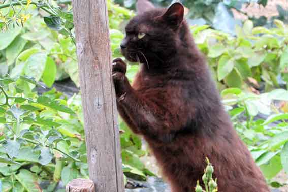 我が家のニャンコ♪2016/5/30-2