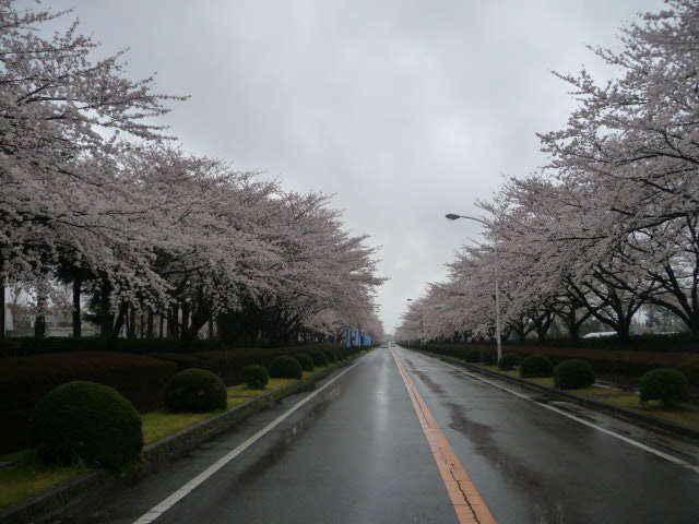 470 桜並木