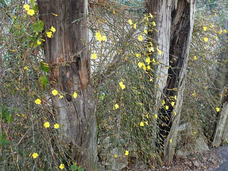 2月6日 今日の一花 オウバイ 黄梅 Gazengamaのブログ 散歩中に出合った花と趣味の陶芸作品 楽天ブログ