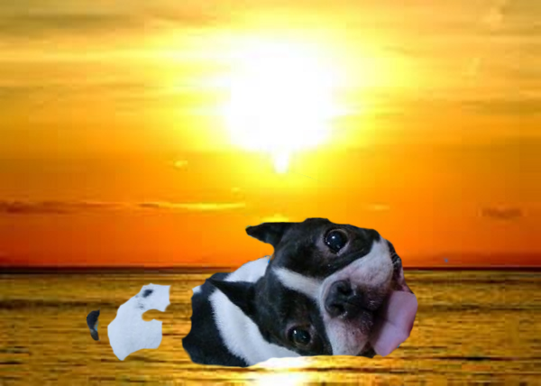 テモと夕陽.png
