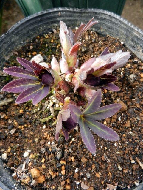 DSCN1095.JPG