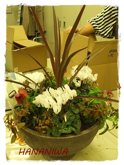 白のシクラメンとビオラの寄せ植え３.JPG